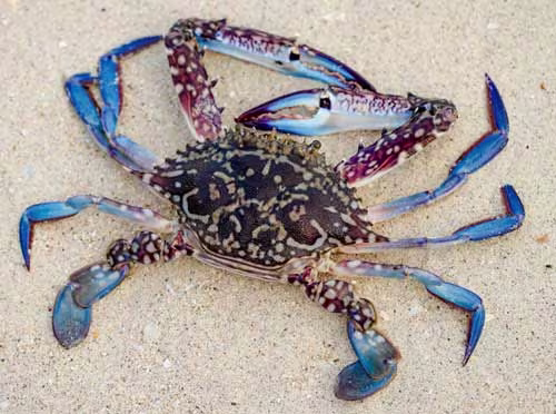 image for Indonesia Seafood